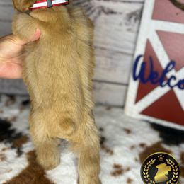 Miniature Schnauzer Puppies from Forever Schnauzers