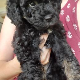 Labradoodle Puppies from Tug Hill Mini Labradoodles