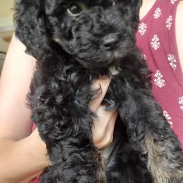 Labradoodle Puppies from Tug Hill Mini Labradoodles