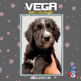 Vega - female Golden Mountain Dog puppy in Boiling Springs, South Carolina from OlliePups, LLC