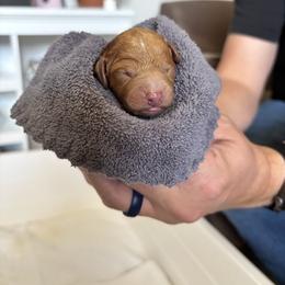 Uno - Red male Cavapoo puppy in Cedar City, Utah from Cedar Sprout Puppies
