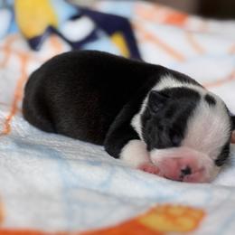 Commander - Seal brindle and white male Boston Terrier puppy in Ringgold, Georgia from A-K Boston Terriers