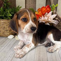 Ranger - Black fawn and white male Beagle puppy in West Plains, Missouri from Suncreek Puppies