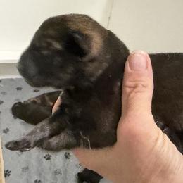 Girl 1 - Sable female German Shepherd puppy in Grantsville, Utah from Vom Haus Denfors K9 - Working German Shepherds