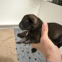 Girl 1 - Sable female German Shepherd puppy in Grantsville, Utah from Vom Haus Denfors K9 - Working German Shepherds