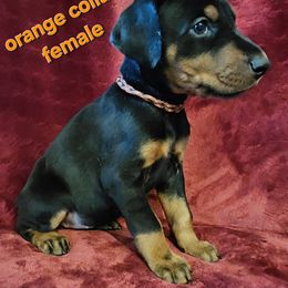 Doberman Pinscher Puppies from Kazimir Kennels of Indiana