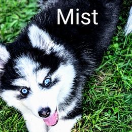 Mist - Black and white Pomsky puppy in Rochester, Minnesota from Gypsy Rose Pomskies