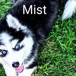 Mist - Black and white Pomsky puppy in Rochester, Minnesota from Gypsy Rose Pomskies