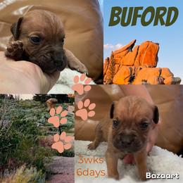 Buford - Fawn male Cane Corso puppy in San Isidro, Texas from MTZCC Ranch, LLC