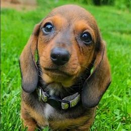 Louie - Red male Dachshund puppy in Mountain Grove, Missouri from Blueprint K9 Dachshunds- www.BlueprintK9.com