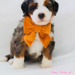 Leni - Blue merle female Aussiedoodle puppy in Diamond Bar, California from Furrytaildoodles