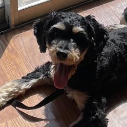 Clover - Cavapoo