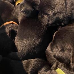 Labrador Retrievers from Jessica Herisse