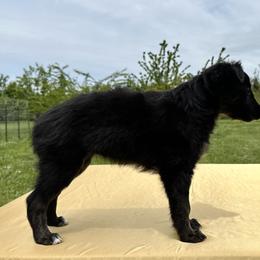 Silken Windhound Puppies from Luminous Silken Windhounds