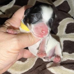 Noah AKC RARE black and rust parti - Parti male Miniature Schnauzer puppy in Dayton, Texas from Von Baron Schnauzers