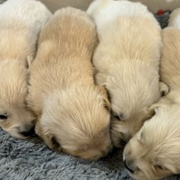 Golden Retrievers, Maltese, Morkies, and Yorkshire Terriers from Ashley Zumbach