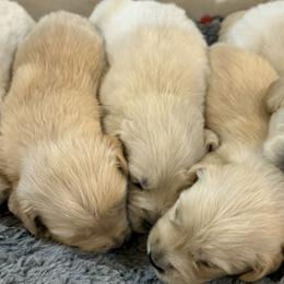 Golden Retrievers, Maltese, Morkies, and Yorkshire Terriers from Ashley Zumbach