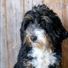 Eddie - Bernedoodle