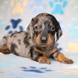 Dapple Female - Dapple female Dachshund puppy in Red Bud, Illinois from Midwest Miniature Dachshunds