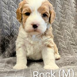 Rock - Red male Cockapoo puppy in Perry, Arkansas from Parker's Cockapoos