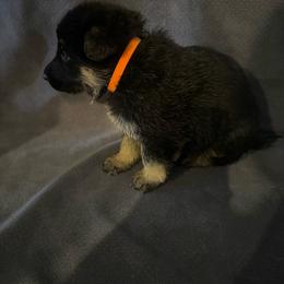 Orange - Black and tan male German Shepherd puppy in La Follette, Tennessee from Moore German Shepherds