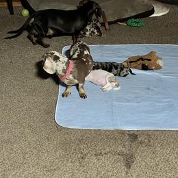 Dachshund Puppies from The Weenie Herd Mom