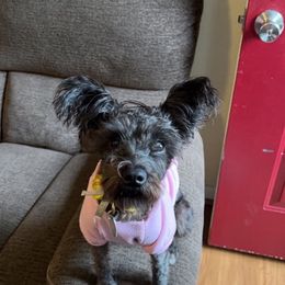 Miniature Schnauzers from Virginia Puppy Palace