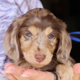 Royal - Dapple male Dachshund puppy in Prunedale, California from Tiny Teckels Miniature Dachshunds