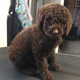 Olde English Bulldogge and Poodle Puppies from Valors Clutch Bulldogges