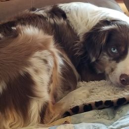 Miniature Australian Shepherds from Klatt's Mini Aussies