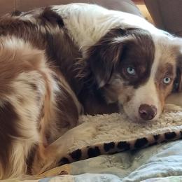Miniature Australian Shepherds from Klatt's Mini Aussies
