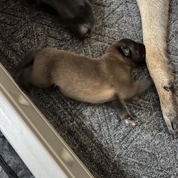 Belgian Malinois Puppies from MonStar Malinois