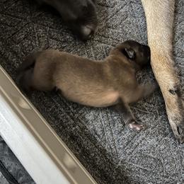 Belgian Malinois Puppies from MonStar Malinois