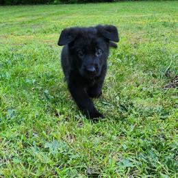 German Shepherd Puppies from Von WestLynn German Shepherds