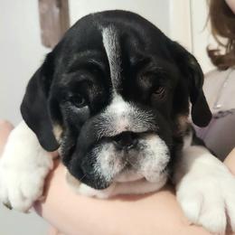 Miles - Black tri-color male Bulldog puppy in Lakeland, Florida from Fur Love And Puppies