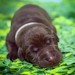Grey Male - Chocolate male Labrador Retriever puppy in Carrollton, Virginia from Southern Heritage Retrievers