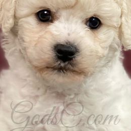 Bichon Frises from God’s Creatures