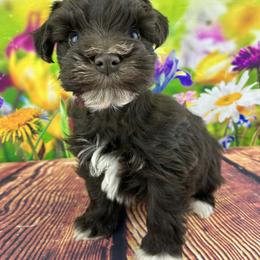 Ziggy - Liver male Miniature Schnauzer puppy in Sylvania, Georgia from Southern Sky Miniature Schnauzers