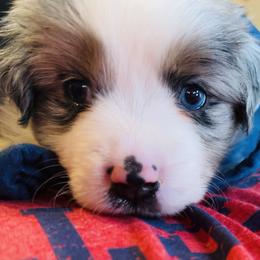 Miniature Australian Shepherd Puppies from Yarborough Kennels