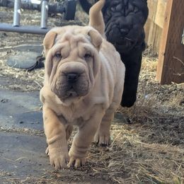 Eihpos Sweet Clementine - Cream female Chinese Shar-Pei puppy in Roseburg, Oregon from Eihpos Shar-Pei