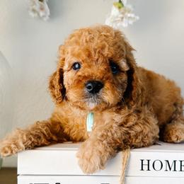 T-bone - Red male Cavapoo puppy in San Antonio, Texas from Cariad Doodles