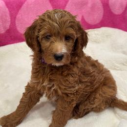 Ariel - Red  female Goldendoodle puppy in Maricopa, Arizona from AZ Designer Goldendoodles