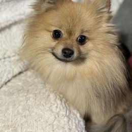 Sophie - Pomeranian