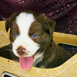 Fiyero - Red male Miniature American Shepherd puppy in Smithville, Arkansas from Cooper Creek Aussies