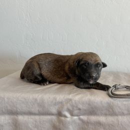 Grey - Fawn sable female Belgian Malinois puppy in Buckeue, Arizona from Légende Vivante Du Chief Kennel