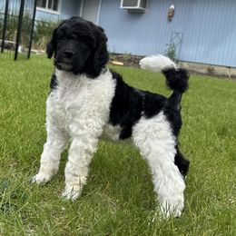 Taylor - Parti female Poodle puppy in Ephrata, Washington from NCR Ranch