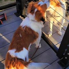 Nederlandse Kooikerhondjes from Montgomery Royale Kooikerhondjes