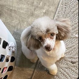 BUNNY - Poodle