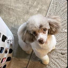 BUNNY - Poodle