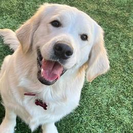 Mila - Golden Retriever